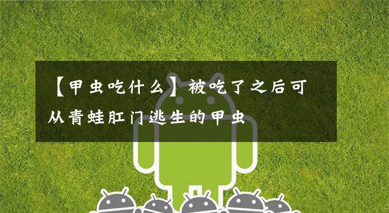 【甲虫吃什么】被吃了之后可从青蛙肛门逃生的甲虫