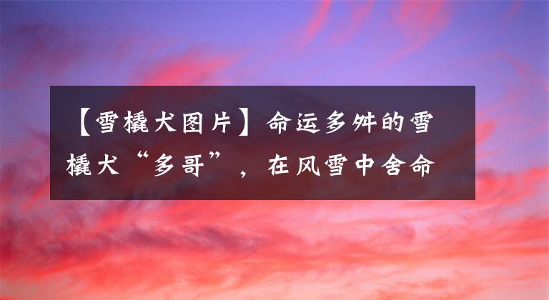 【雪橇犬图片】命运多舛的雪橇犬“多哥”，在风雪中舍命送药，95年后得到认可