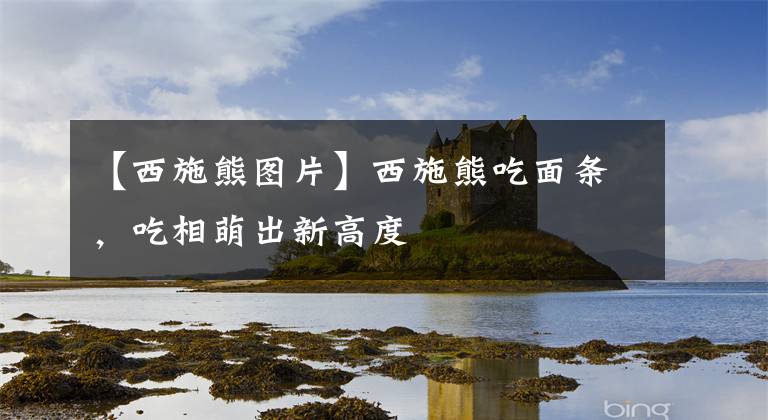 【西施熊图片】西施熊吃面条，吃相萌出新高度