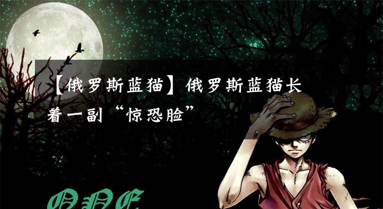 【俄罗斯蓝猫】俄罗斯蓝猫长着一副“惊恐脸”
