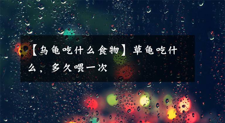 【乌龟吃什么食物】草龟吃什么,多久喂一次