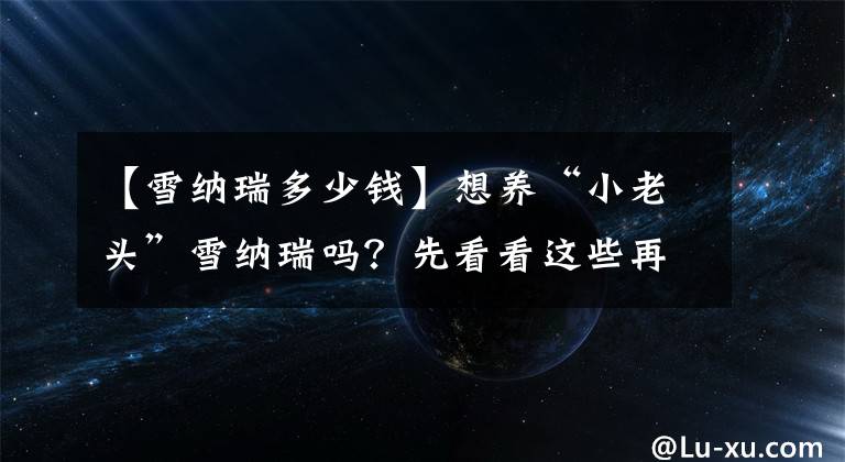 【雪纳瑞多少钱】想养“小老头”雪纳瑞吗？先看看这些再决定也不迟