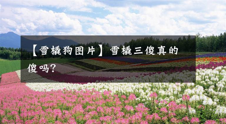 【雪橇狗图片】雪橇三傻真的傻吗？