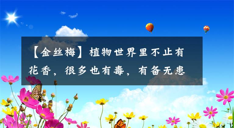 【金丝梅】植物世界里不止有花香，很多也有毒，有备无患，收藏先
