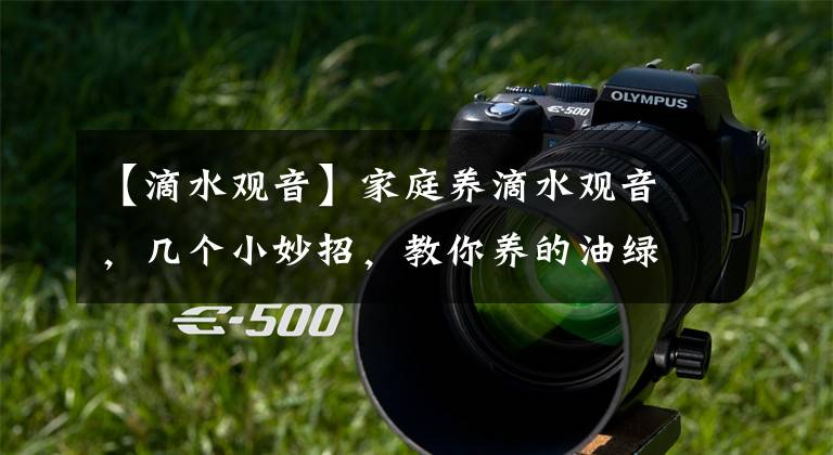 【滴水观音】家庭养滴水观音，几个小妙招，教你养的油绿反光，跟假的一样