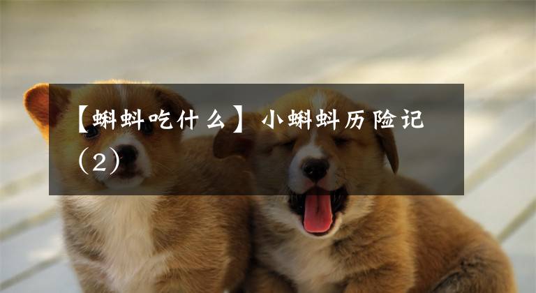 【蝌蚪吃什么】小蝌蚪历险记(2)