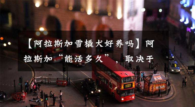 【阿拉斯加雪橇犬好养吗】阿拉斯加“能活多久”，取决于主人这6种行为