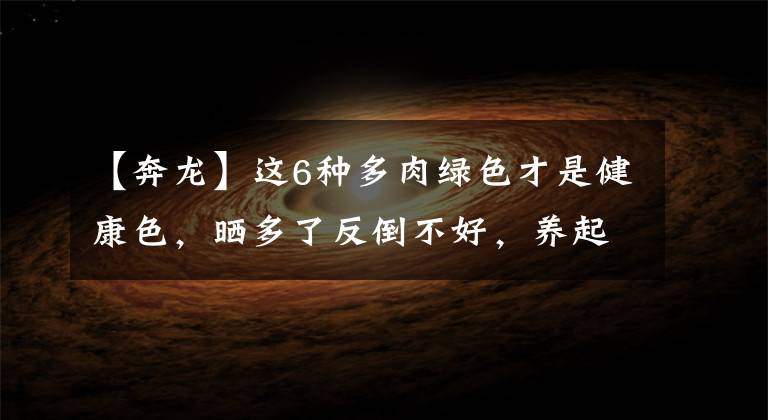 【奔龙】这6种多肉绿色才是健康色,晒多了反倒不好,养起来很省心
