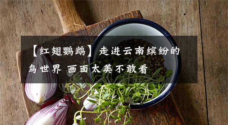 【红翅鹦鹉】走进云南缤纷的鸟世界 画面太美不敢看