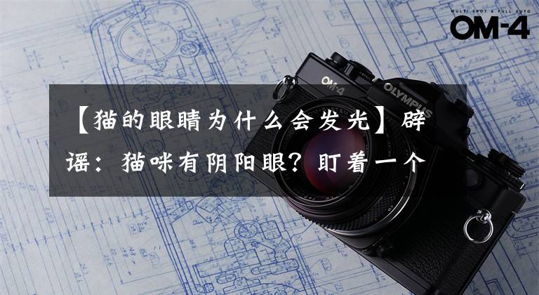 【猫的眼睛为什么会发光】辟谣：猫咪有阴阳眼？盯着一个方向不动，是因为看到不干净的东西