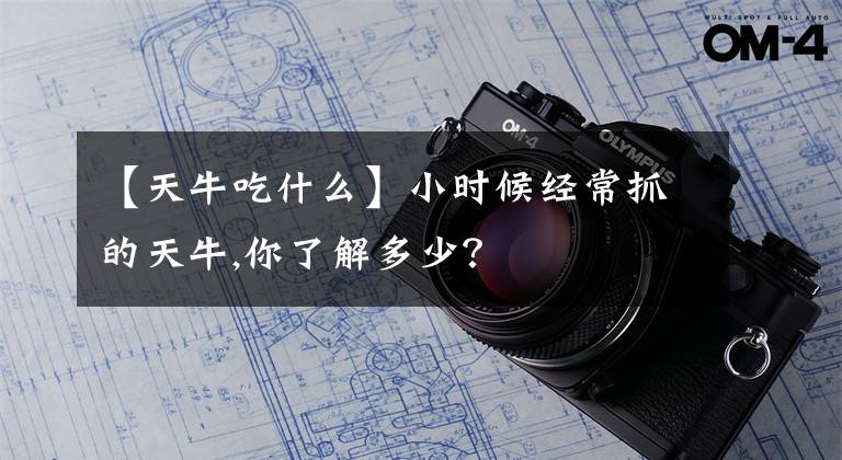 【天牛吃什么】小时候经常抓的天牛,你了解多少？