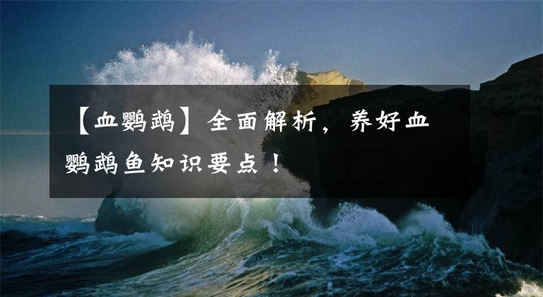 【血鹦鹉】全面解析，养好血鹦鹉鱼知识要点！