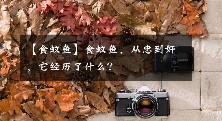 【食蚊鱼】食蚊鱼，从忠到奸，它经历了什么？