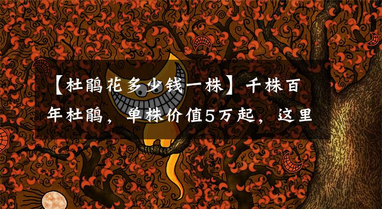 【杜鹃花多少钱一株】千株百年杜鹃，单株价值5万起，这里的杜鹃花成为无锡赏花新名片