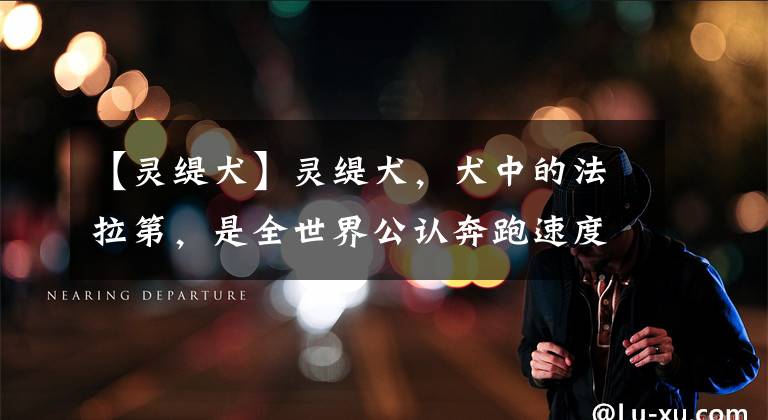 【灵缇犬】灵缇犬,犬中的法拉第,是全世界公认奔跑速度最快的猎犬