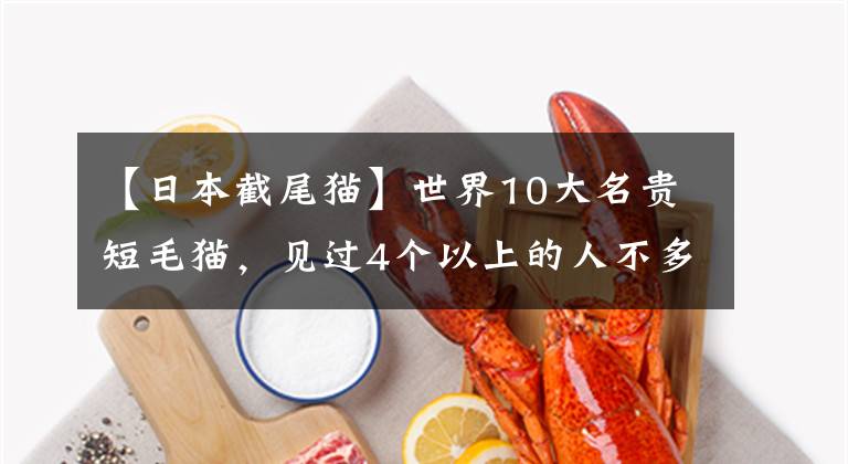 【日本截尾猫】世界10大名贵短毛猫，见过4个以上的人不多