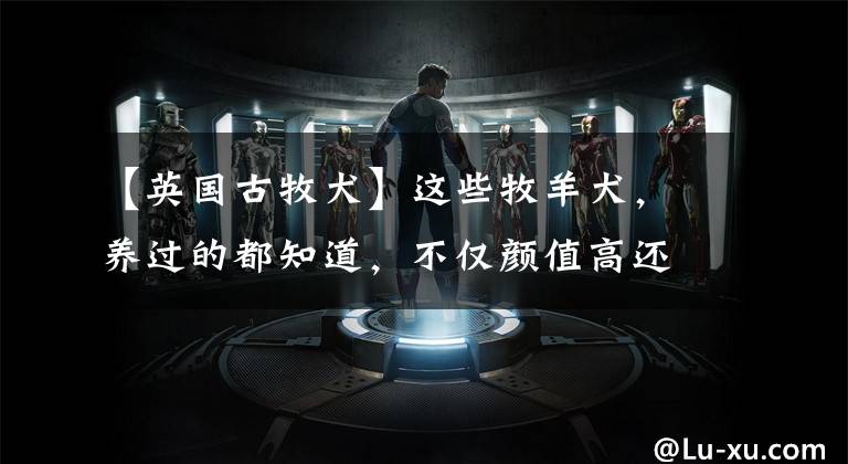 【英国古牧犬】这些牧羊犬,养过的都知道,不仅颜值高还聪明