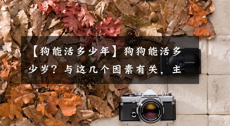 【狗能活多少年】狗狗能活多少岁?与这几个因素有关,主人来看看