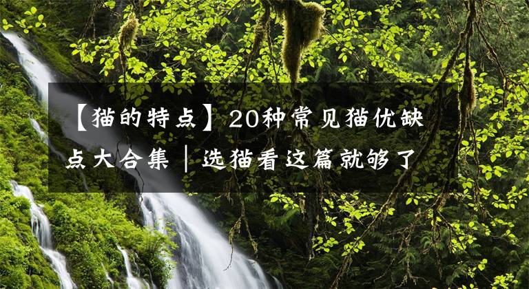 【猫的特点】20种常见猫优缺点大合集｜选猫看这篇就够了