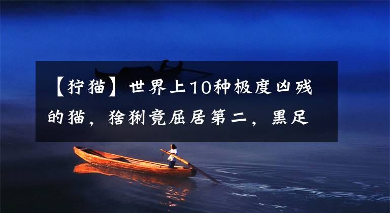 【狞猫】世界上10种极度凶残的猫，猞猁竟屈居第二，黑足猫能干掉长颈鹿？