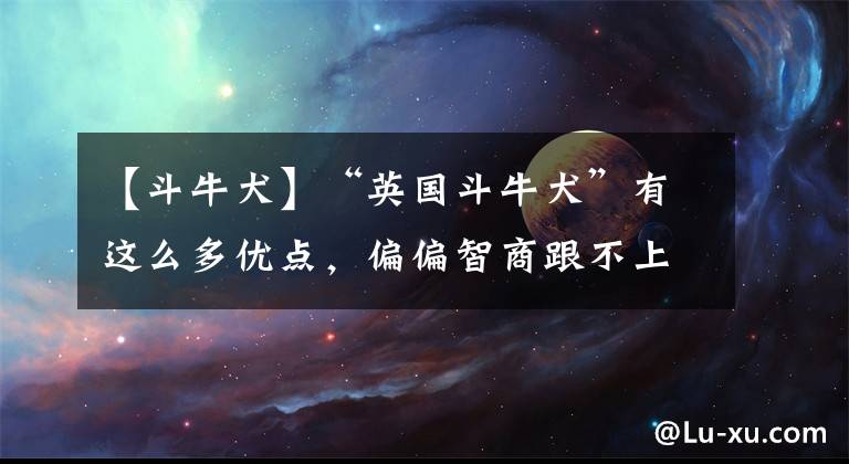 【斗牛犬】“英国斗牛犬”有这么多优点,偏偏智商跟不上