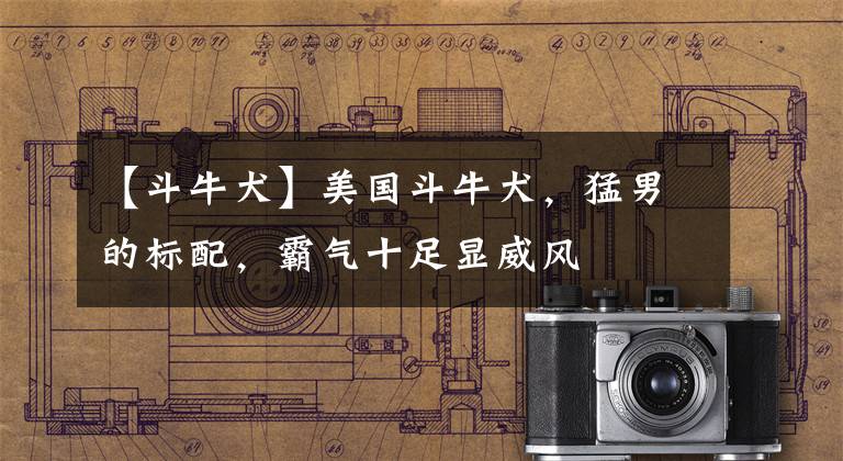 【斗牛犬】美国斗牛犬,猛男的标配,霸气十足显威风