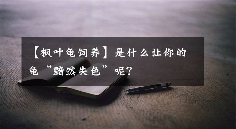 【枫叶龟饲养】是什么让你的龟“黯然失色”呢？