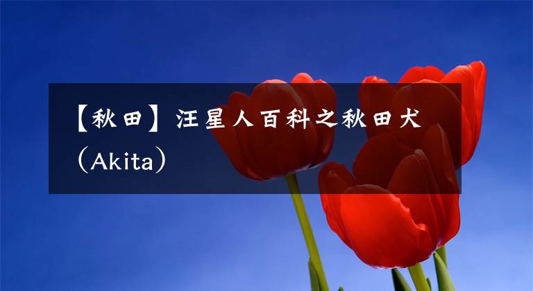 【秋田】汪星人百科之秋田犬（Akita）
