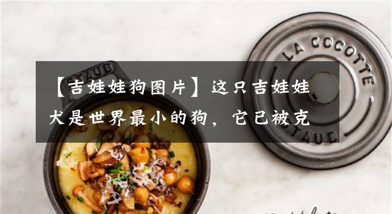 【吉娃娃狗图片】这只吉娃娃犬是世界最小的狗,它已被克隆了49次