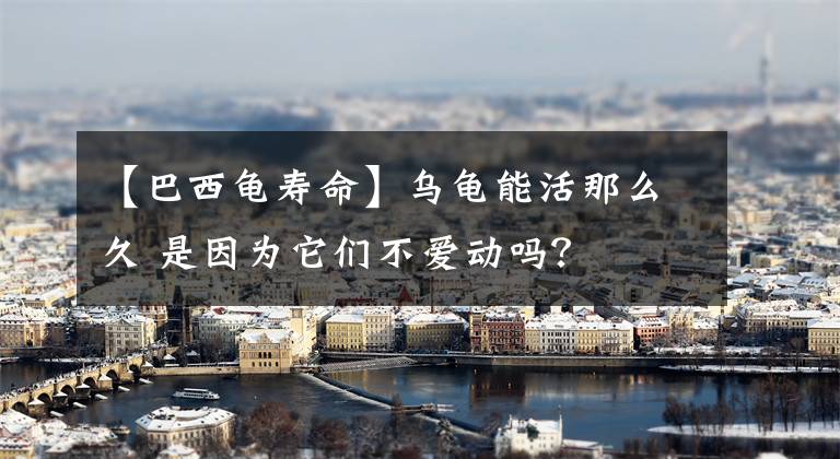 【巴西龟寿命】乌龟能活那么久 是因为它们不爱动吗？