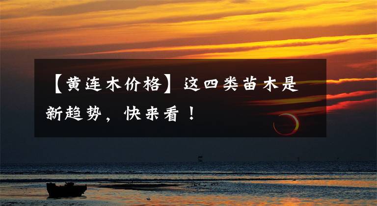 【黄连木价格】这四类苗木是新趋势,快来看!