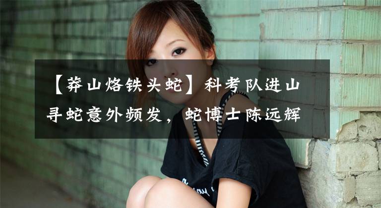 【莽山烙铁头蛇】科考队进山寻蛇意外频发,蛇博士陈远辉传奇人生和莽山烙铁头结缘