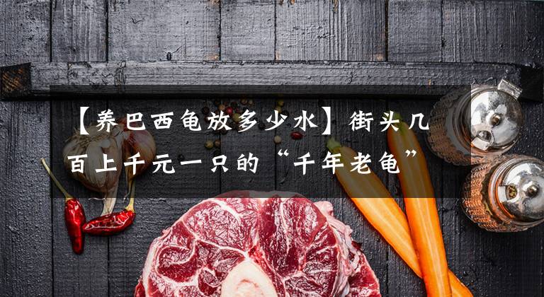 【养巴西龟放多少水】街头几百上千元一只的“千年老龟”,买来放生可能好心办坏事