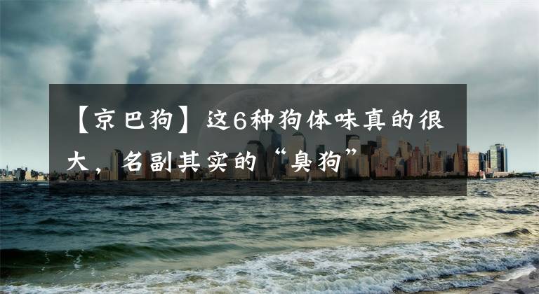 【京巴狗】这6种狗体味真的很大,名副其实的“臭狗”