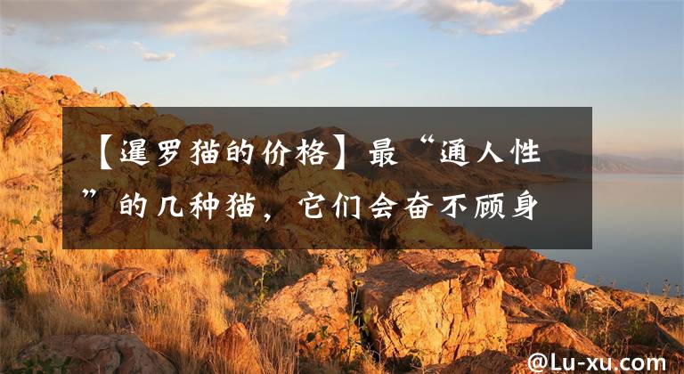 【暹罗猫的价格】最“通人性”的几种猫，它们会奋不顾身保护你，你想养哪种？