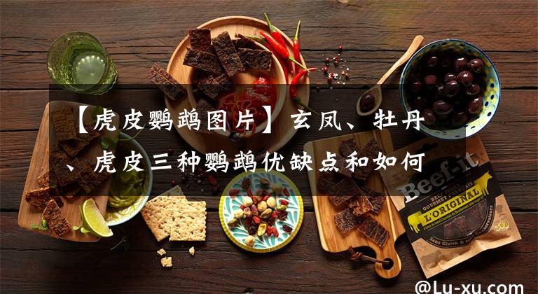 【虎皮鹦鹉图片】玄凤、牡丹、虎皮三种鹦鹉优缺点和如何选择