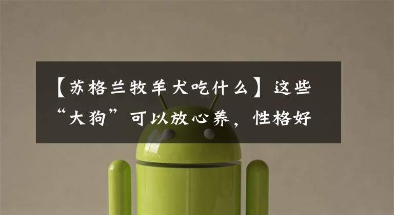 【苏格兰牧羊犬吃什么】这些“大狗”可以放心养,性格好,没被城市禁养