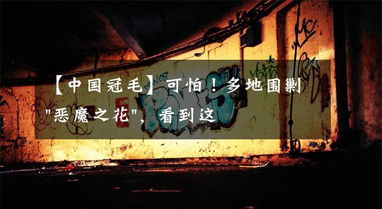 【中国冠毛】可怕!多地围剿"恶魔之花",看到这种花请立刻上报