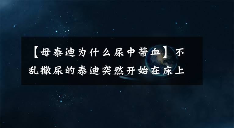 【母泰迪为什么尿中带血】不乱撒尿的泰迪突然开始在床上撒尿,这是怎么回事?