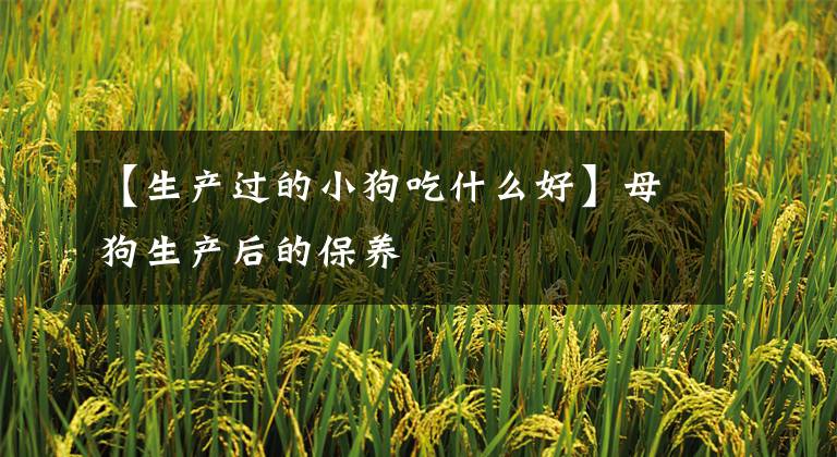 【生产过的小狗吃什么好】母狗生产后的保养