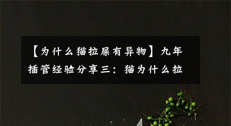 【为什么猫拉屎有异物】九年插管经验分享三：猫为什么拉屎撒尿？