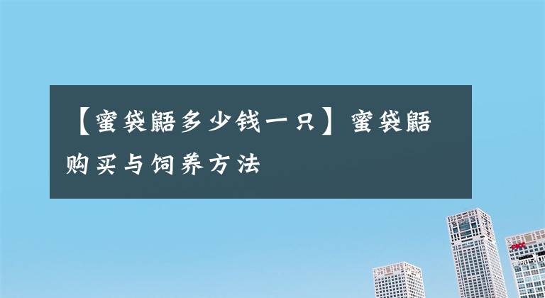 【蜜袋鼯多少钱一只】蜜袋鼯购买与饲养方法