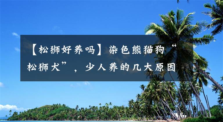 【松狮好养吗】染色熊猫狗“松狮犬”，少人养的几大原因