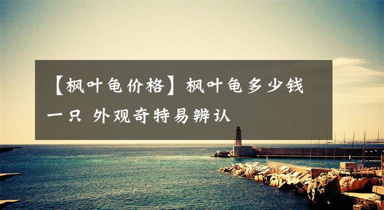 【枫叶龟价格】枫叶龟多少钱一只 外观奇特易辨认