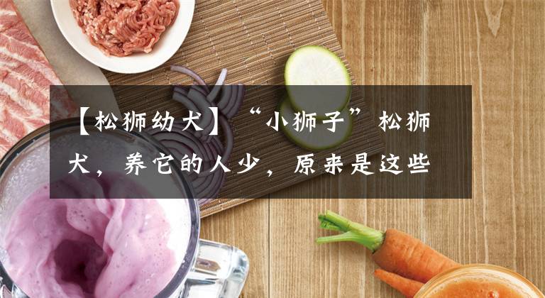 【松狮幼犬】“小狮子”松狮犬,养它的人少,原来是这些原因