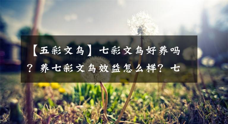 【五彩文鸟】七彩文鸟好养吗?养七彩文鸟效益怎么样?七彩文鸟的养殖方法