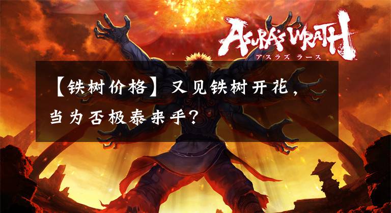 【铁树价格】又见铁树开花，当为否极泰来乎？