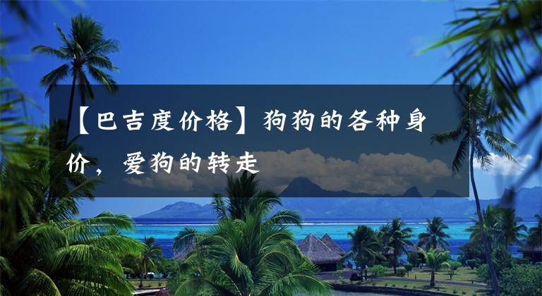 【巴吉度价格】狗狗的各种身价，爱狗的转走