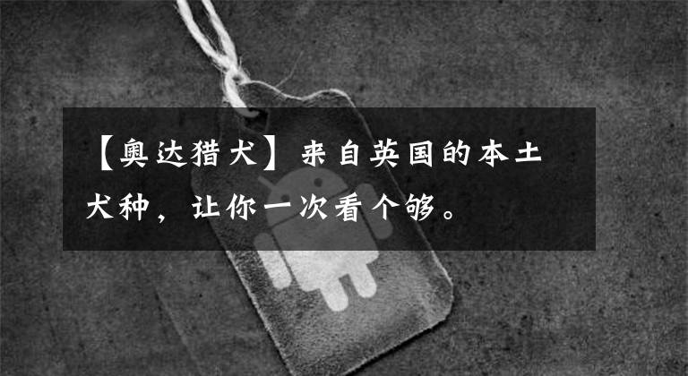 【奥达猎犬】来自英国的本土犬种,让你一次看个够。