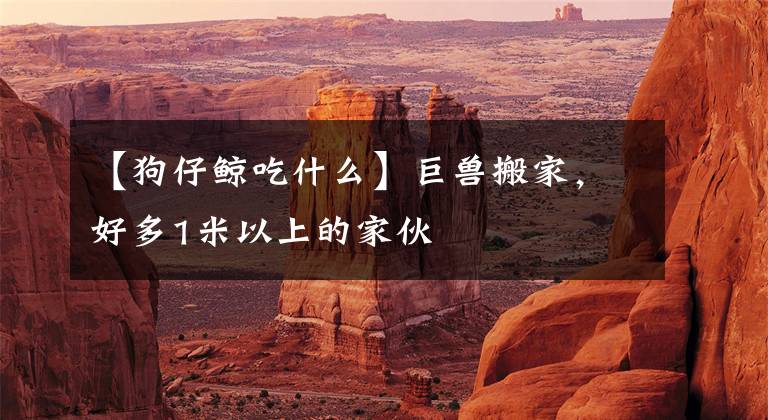 【狗仔鲸吃什么】巨兽搬家，好多1米以上的家伙